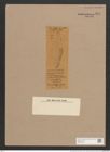 Navicula definita Grove et Sturt (de-Toni-Nr.: Genus 1, Species 420) Zeichnungen Sammlung Grunow Nr. 924 (NHMW-BOT-W0367406)